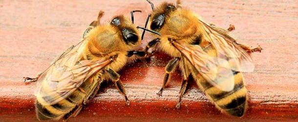 OBA Beekeeping