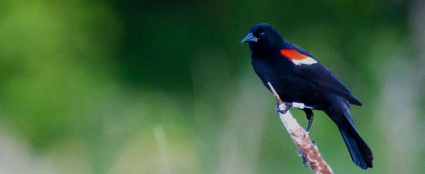 Queen’s University Biological Station (QUBS)